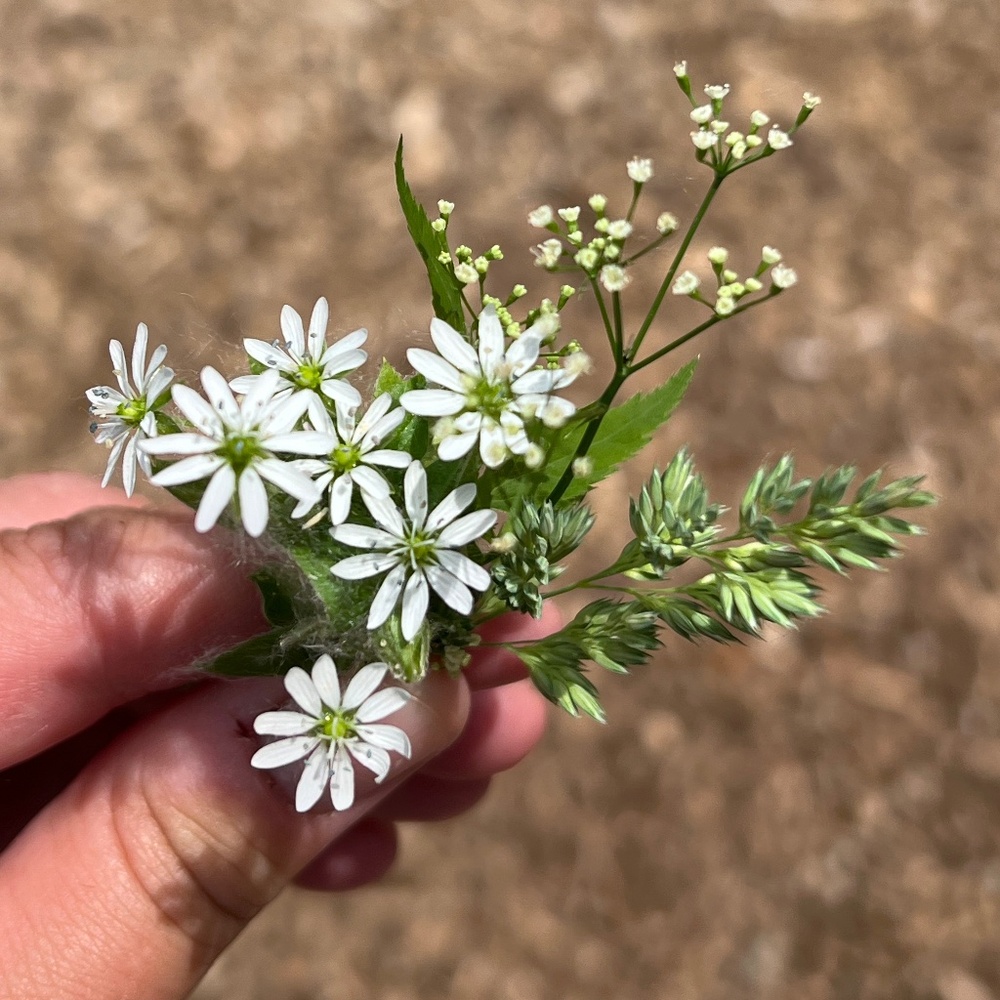 Meet your Posher, Melissa